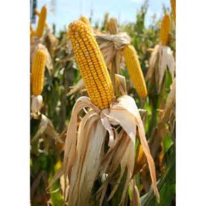 ears of corn growing in a field