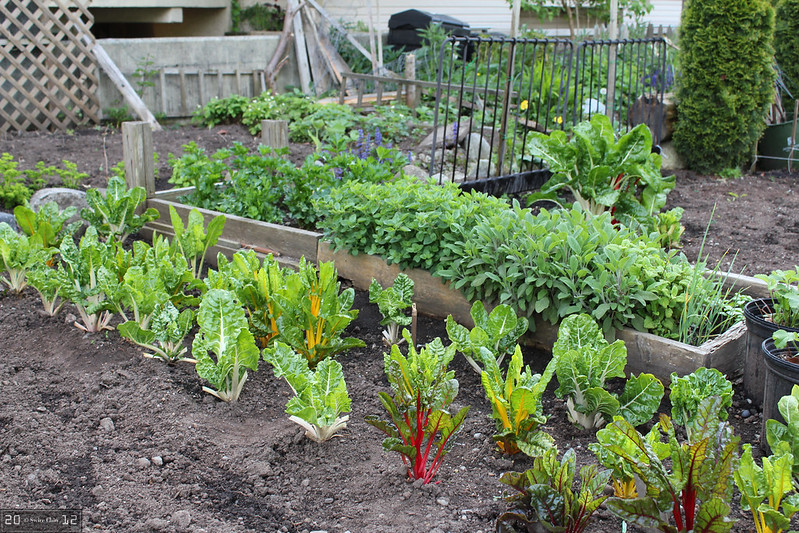 Inner City Community Vegetable Garden