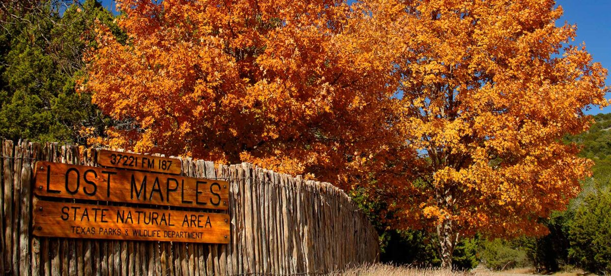 Lost Maples State Natural Area Entrance with Maple trees in full fall colors