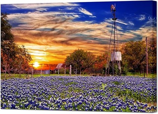 Texas Hill Country painting of a bluebonnet pasture with setting sun and windmill in the background