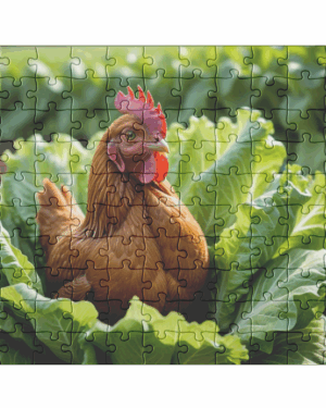 Rooster sits on cabbage in garden